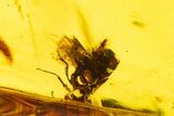 Huge, Piece Of Amber With Insect Inclusions ( g) - Mexico #104248-1